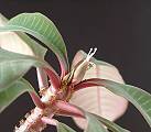 Euphorbia leuconeura