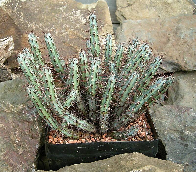 Euphorbia louwii