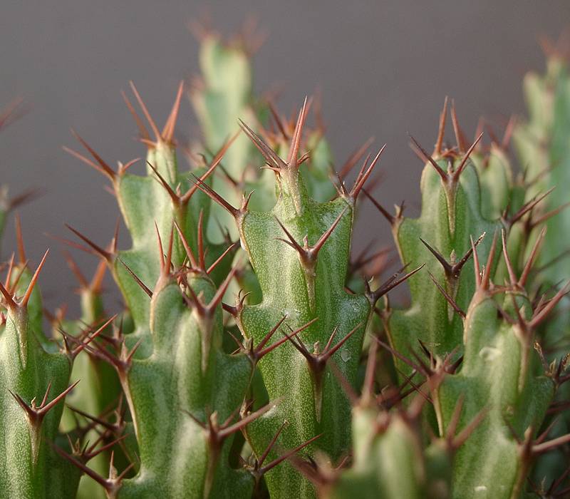 Euphorbia lukoseana