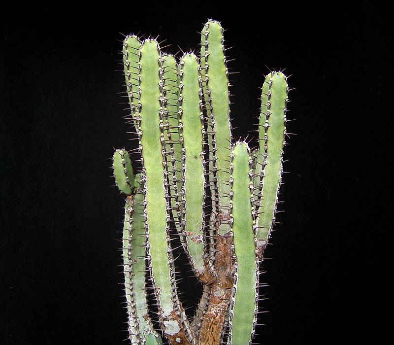 Euphorbia lydenburgensis