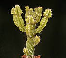 Euphorbia magnicapsula ssp. lacterosa