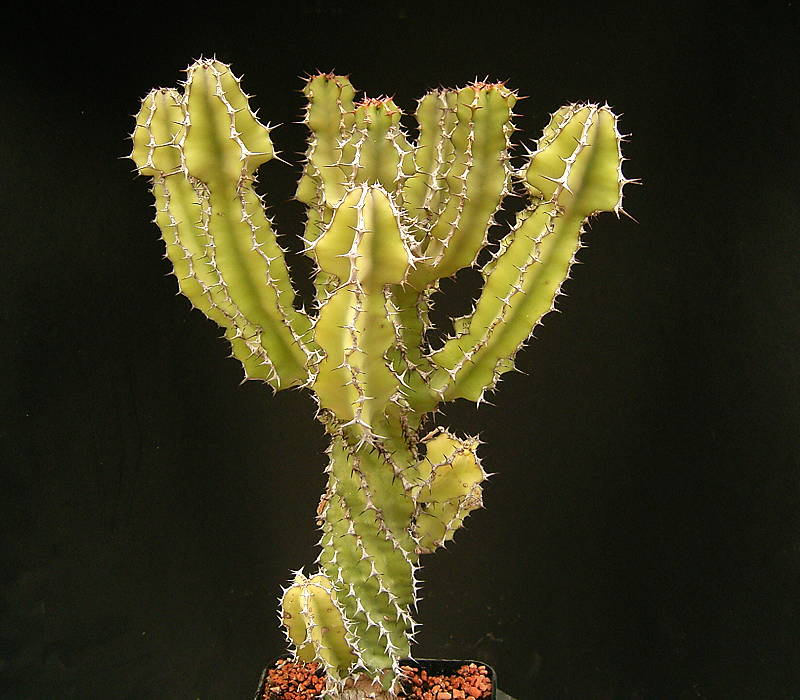 Euphorbia magnicapsula ssp. lacterosa
