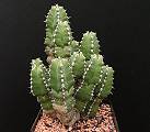 Euphorbia makallensis