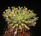 Euphorbia maleolens