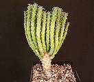 Euphorbia maleolens var. bloubergensis