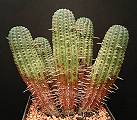 Euphorbia mammillaris