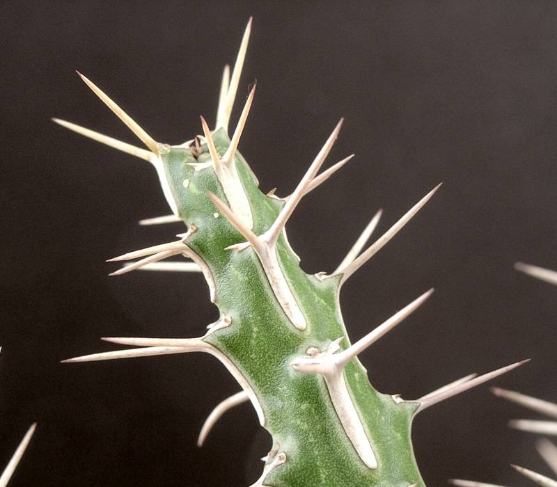 Euphorbia marsabitensis
