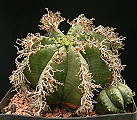 Euphorbia meloformis ssp. meloformis