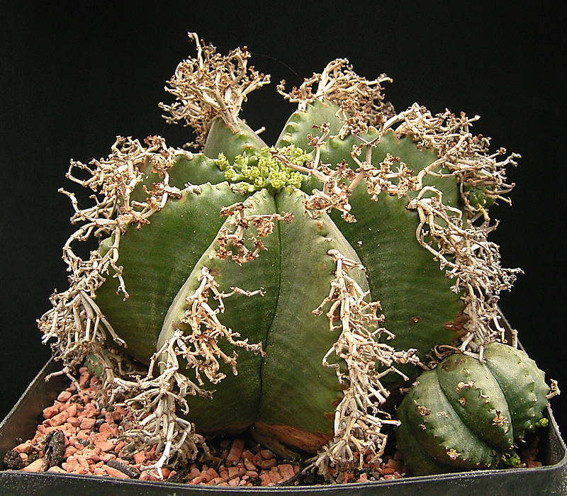 Euphorbia meloformis ssp. meloformis