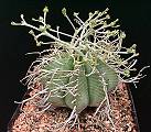 Euphorbia meloformis ssp. valida