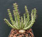 Euphorbia micracantha