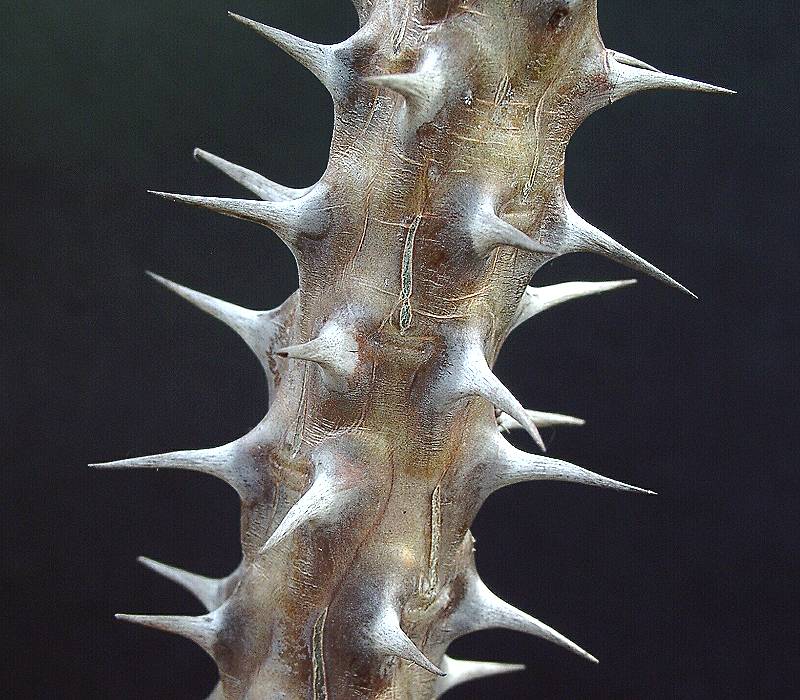 Euphorbia milii var. hislopii