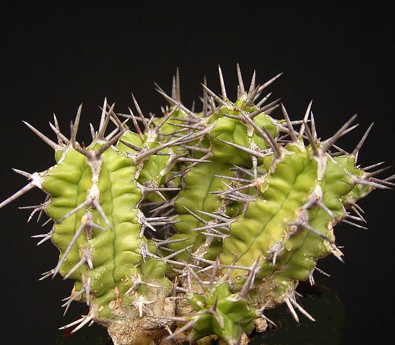 Euphorbia mitriformis