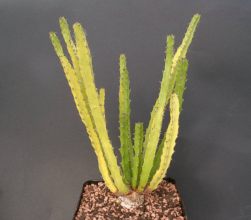 Euphorbia mlanjeana