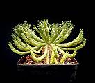 Euphorbia muirii