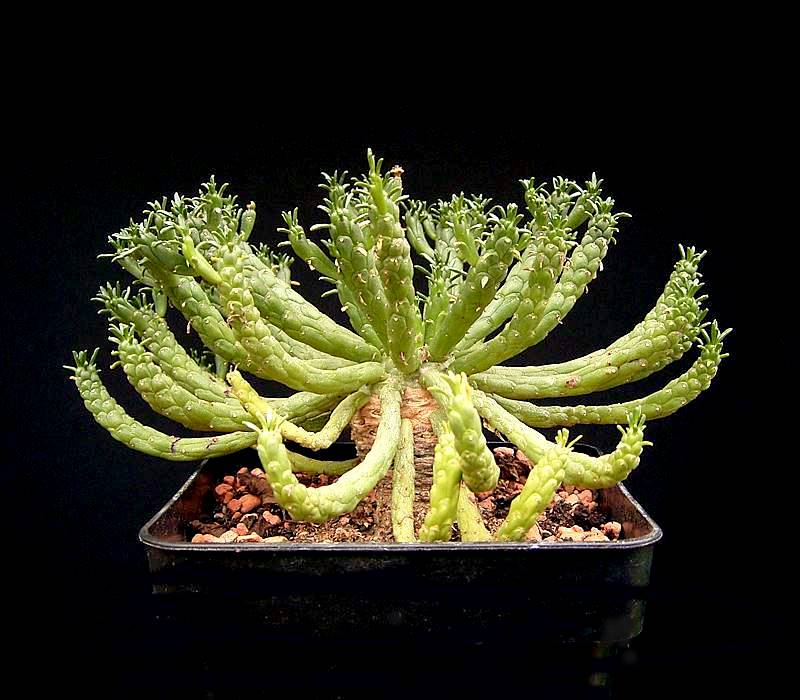 Euphorbia muirii