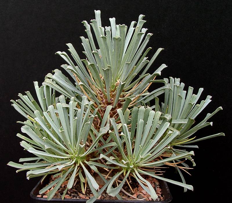 Euphorbia multifolia