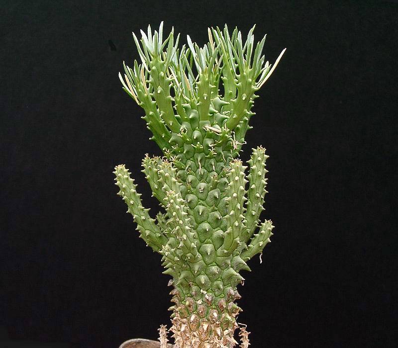 Euphorbia namibiensis
