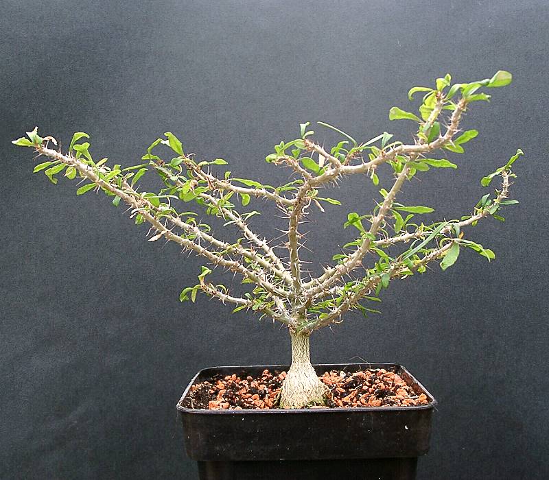Euphorbia neobosseri