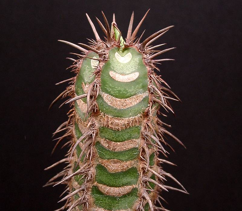 Euphorbia neohumbertii