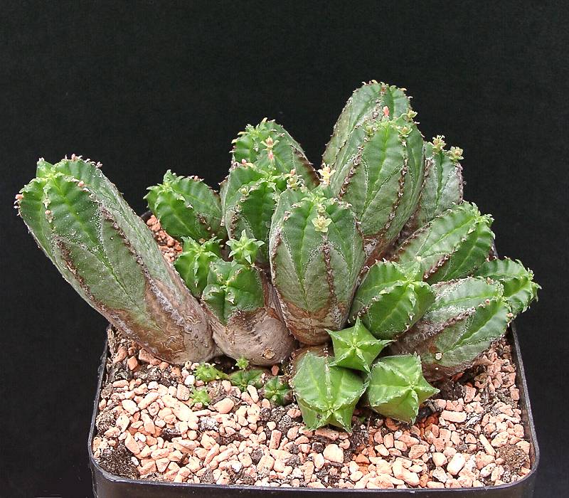 Euphorbia nesemannii