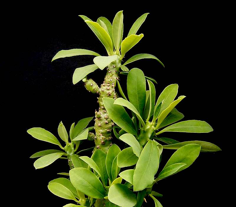 Euphorbia nivulia