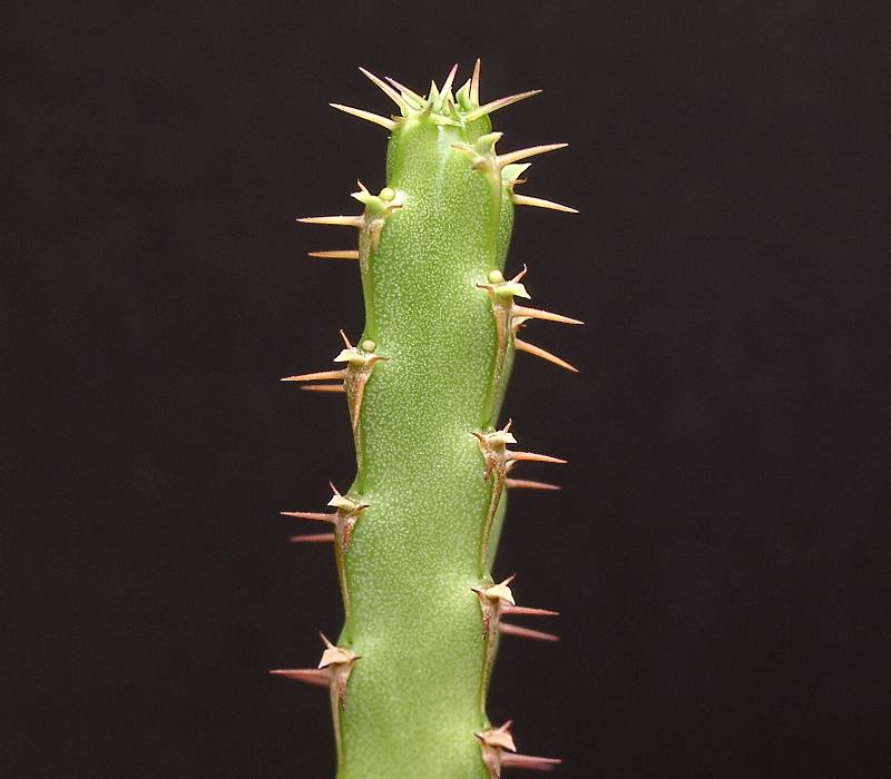 Euphorbia nubigena var. nubigena
