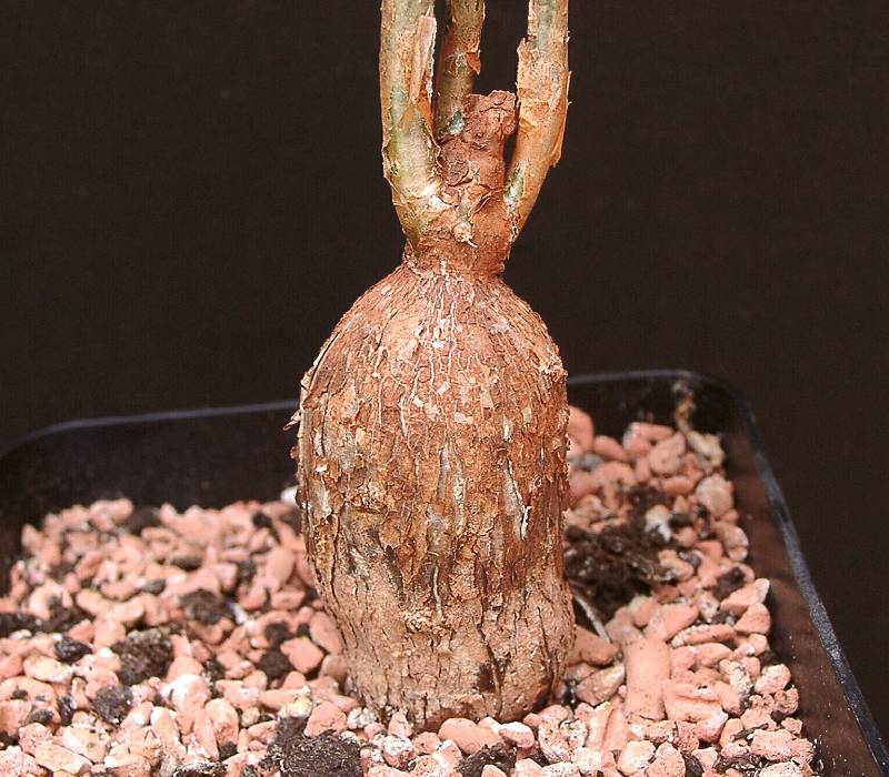 Euphorbia oatesii