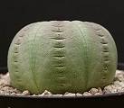 Euphorbia obesa ssp. symmetrica