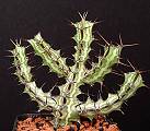 Euphorbia odontophora