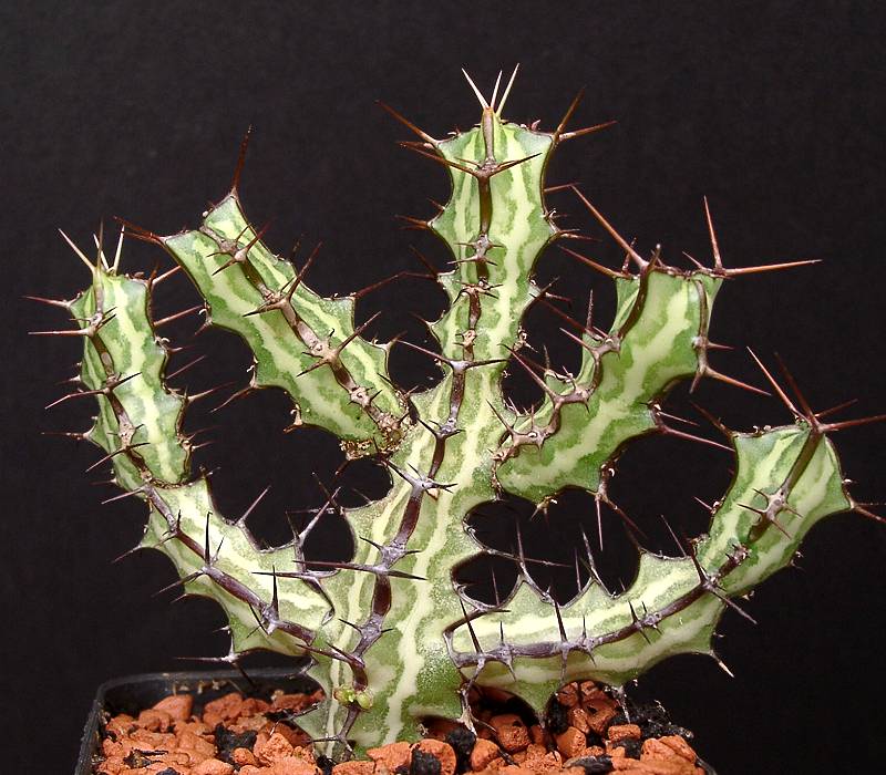 Euphorbia odontophora
