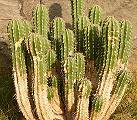 Euphorbia officinarum