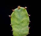 Euphorbia opuntioides
