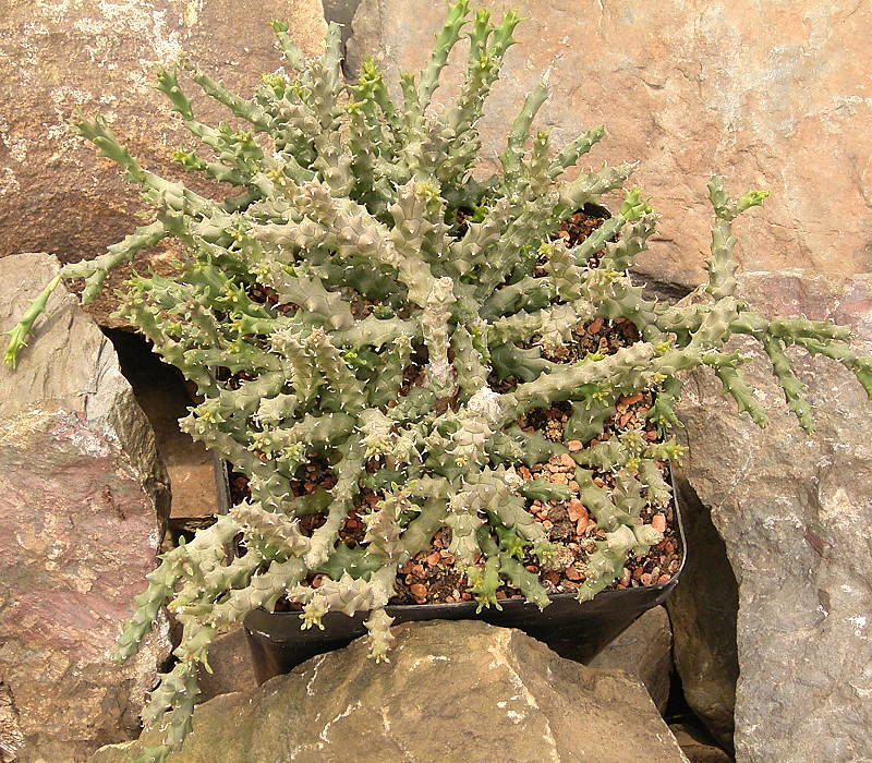 Euphorbia ornithopus