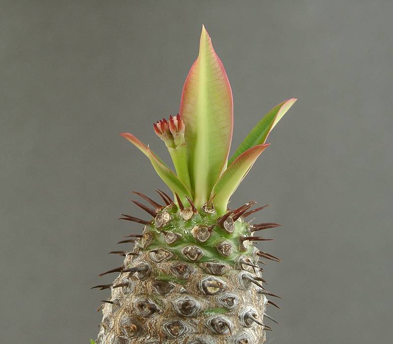 Euphorbia pachypodioides