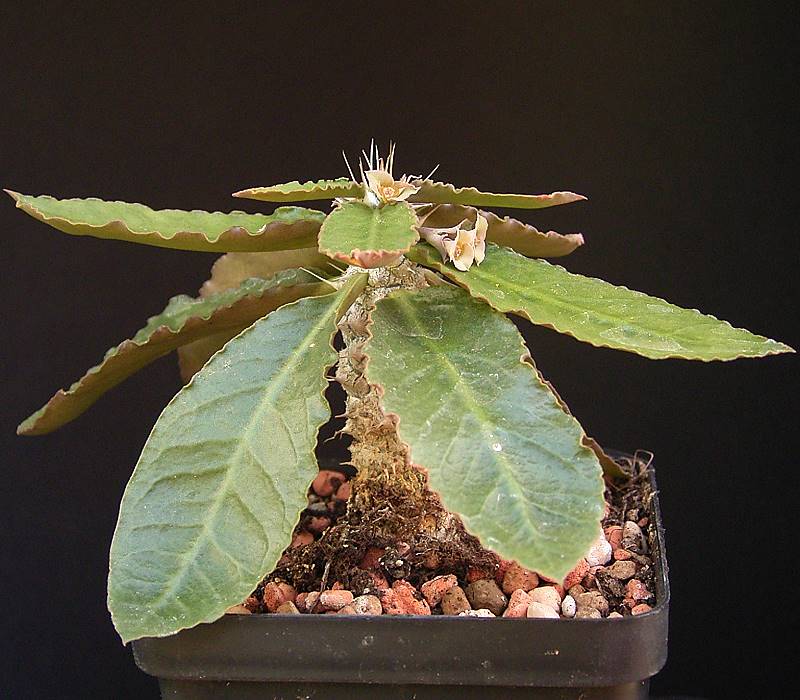Euphorbia parvicyathophora