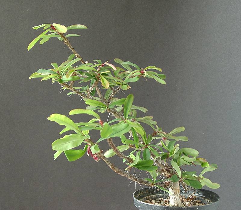 Euphorbia pedilanthoides