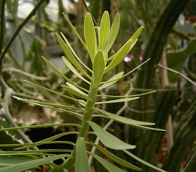 Euphorbia pedroi