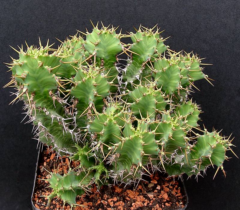 Euphorbia perangusta