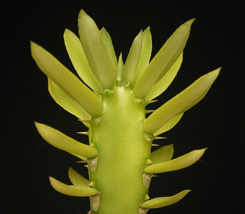 Euphorbia persistentifolia