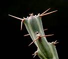 Euphorbia pervittata
