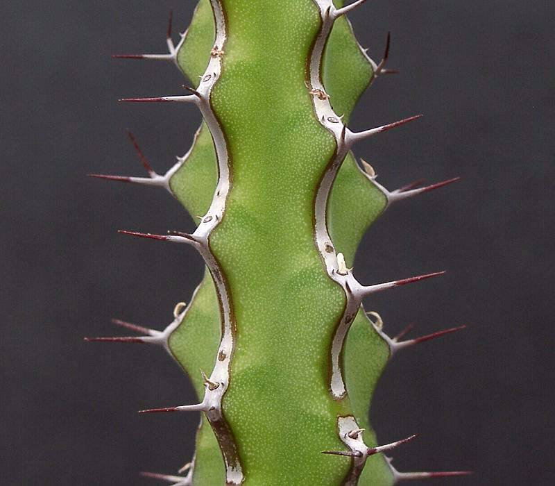 Euphorbia petraea