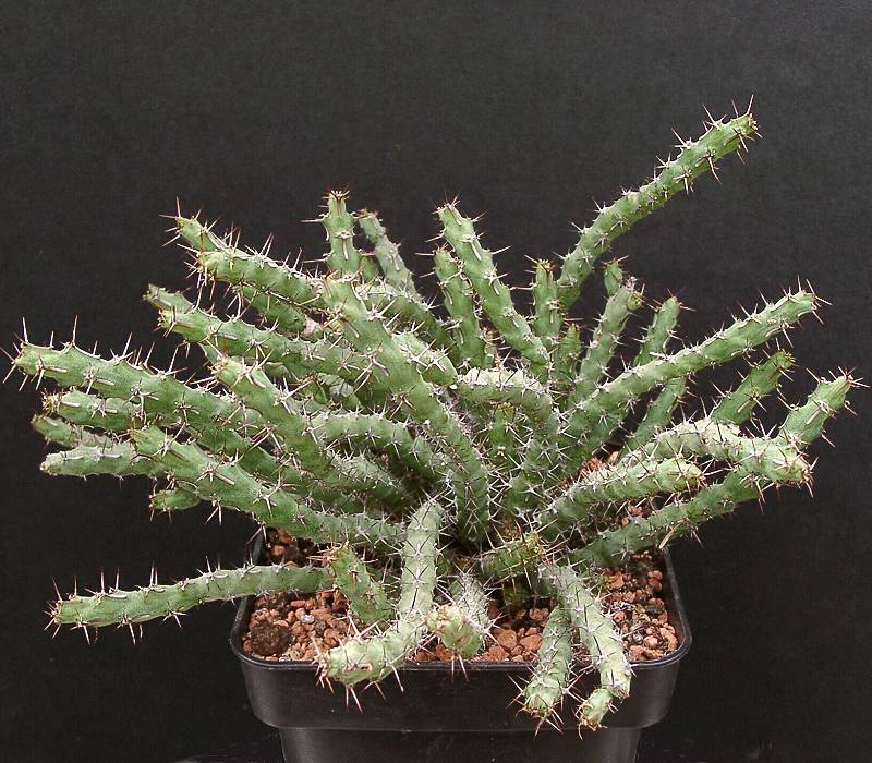 Euphorbia petricola