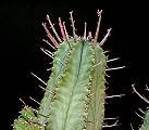 Euphorbia pillansii