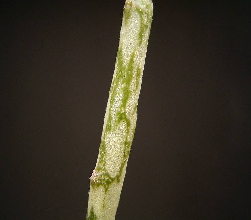 Euphorbia platyclada var. hardyi
