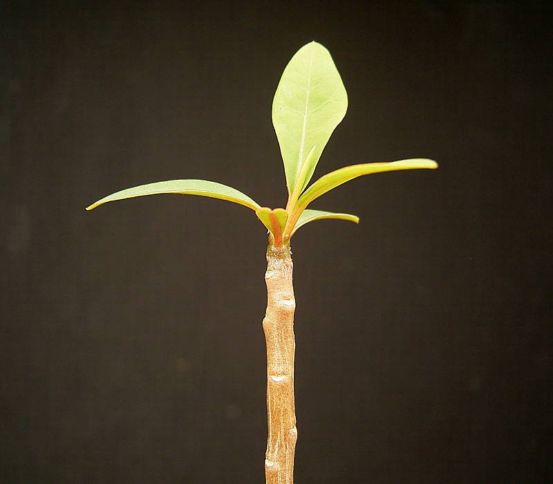 Euphorbia plumerioides