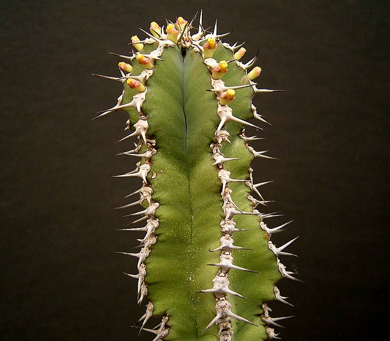 Euphorbia polyacantha