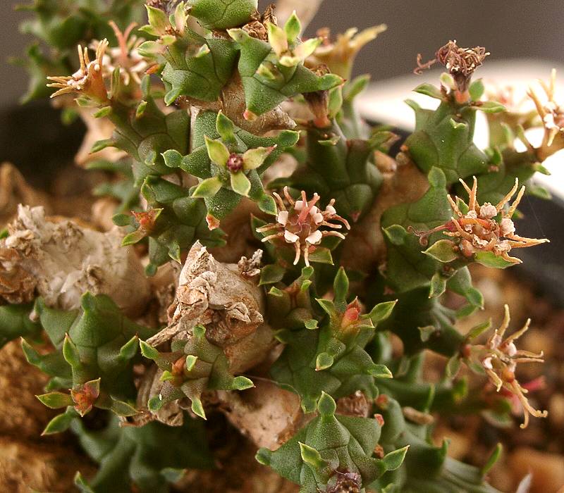 Euphorbia polycephala