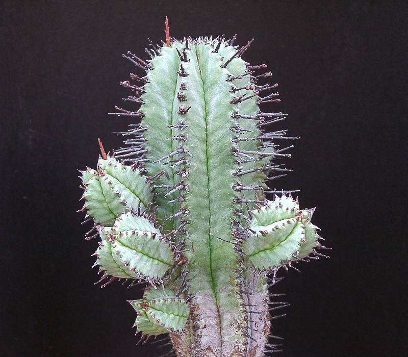 Euphorbia polygona