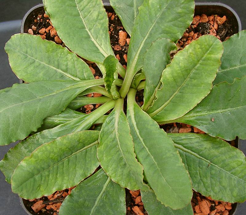 Euphorbia primulifolia var. primulifolia